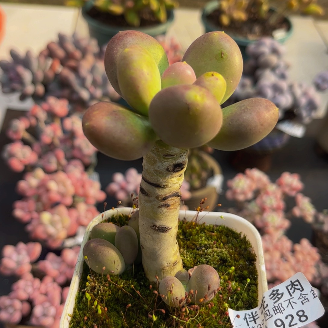 928芒果奶6cm多肉植物