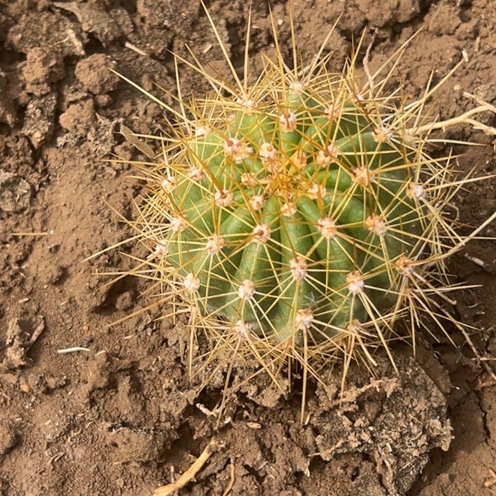 清清门9根仙人球