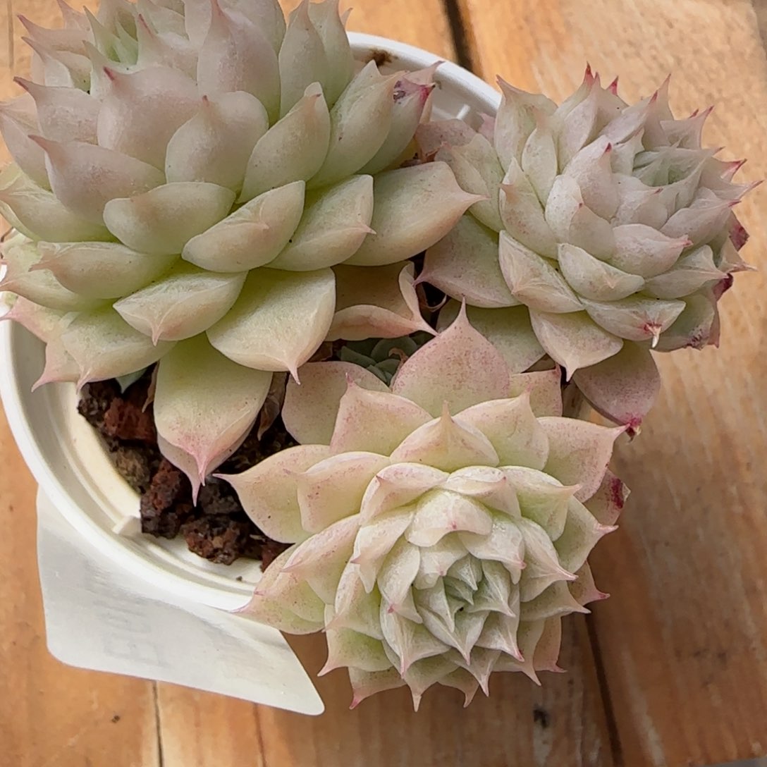 花语逸境0219-276散