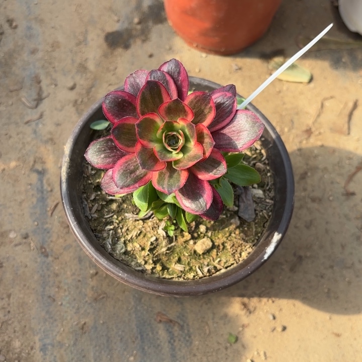 魅金玫瑰锦多肉法师3869