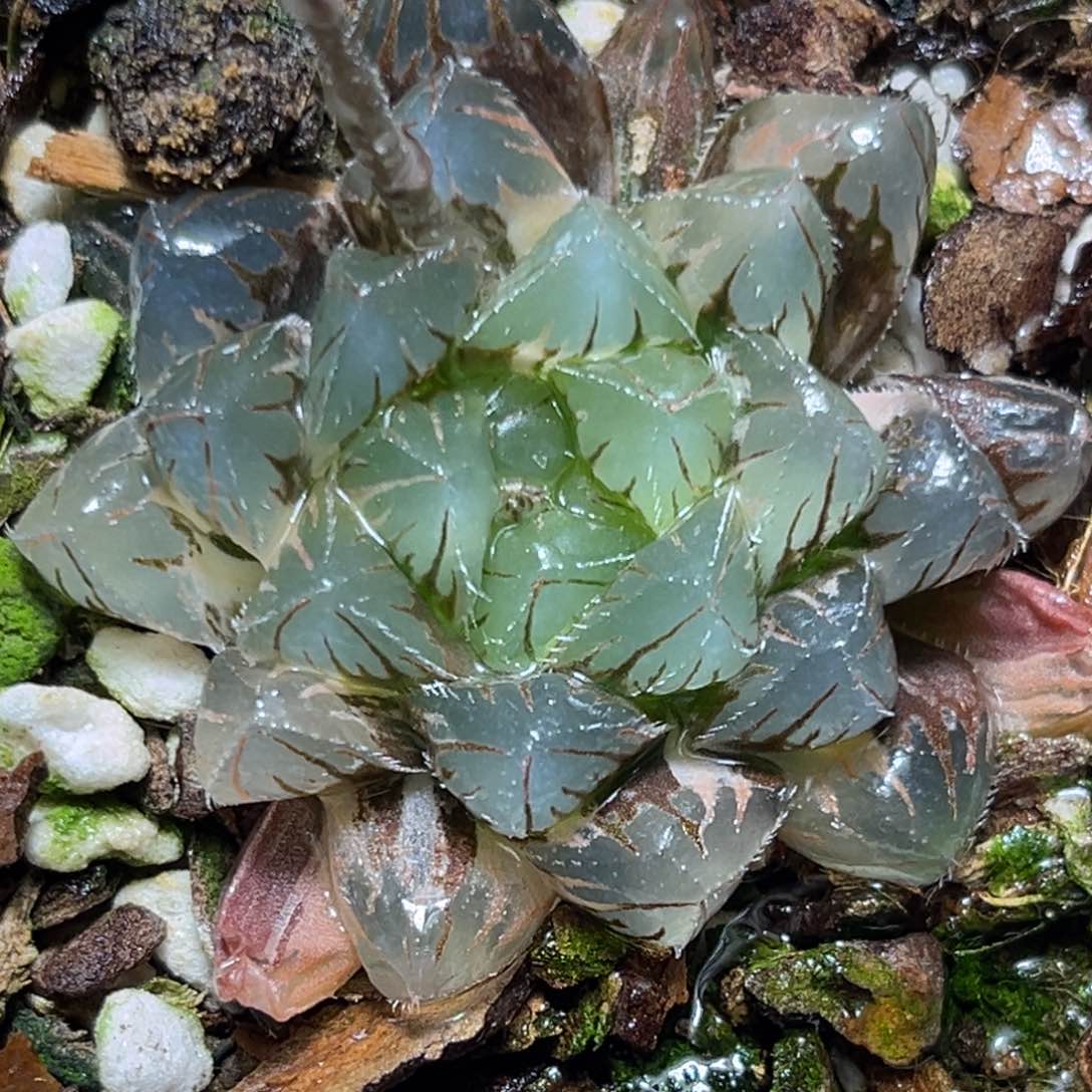 恭喜发财大吉大利624