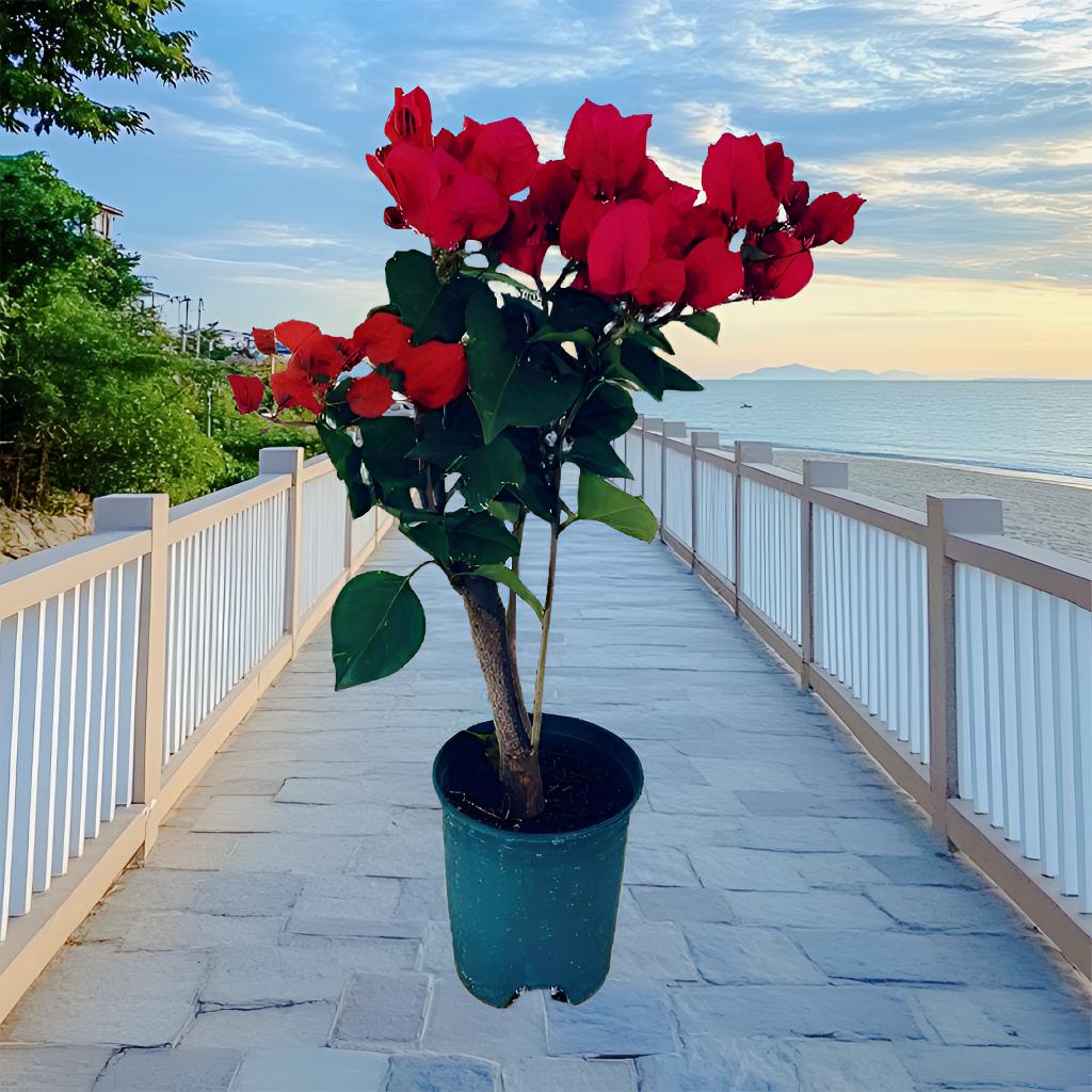  [枣红 原生盆苗]三角梅 勤花四季开品种