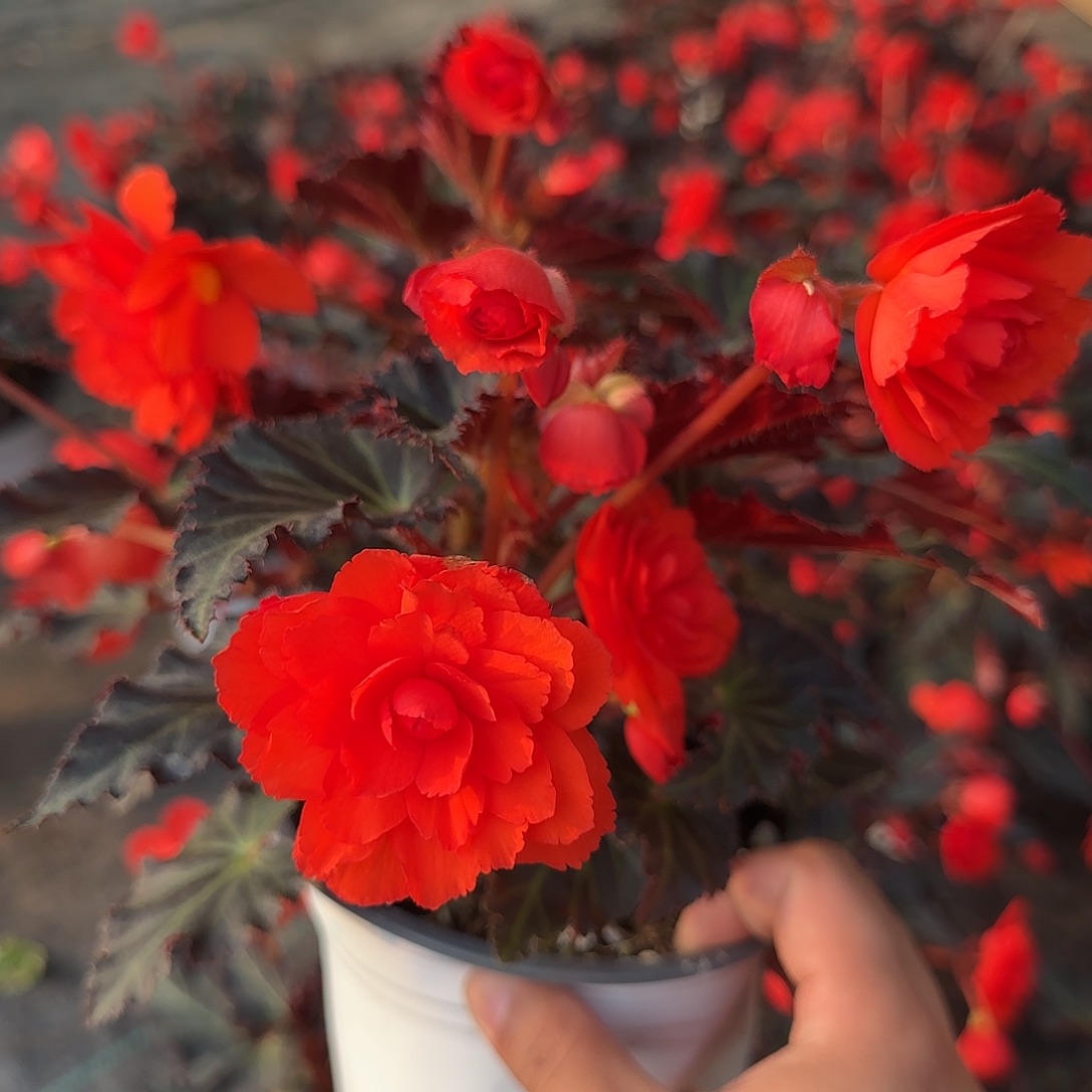 进口一代珊瑚红 景观