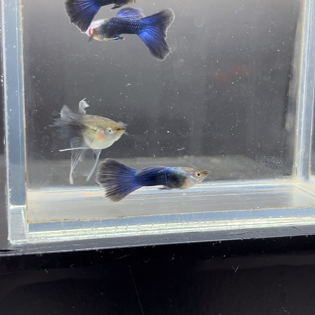 孔雀鱼蓝礼服3公2母清缸