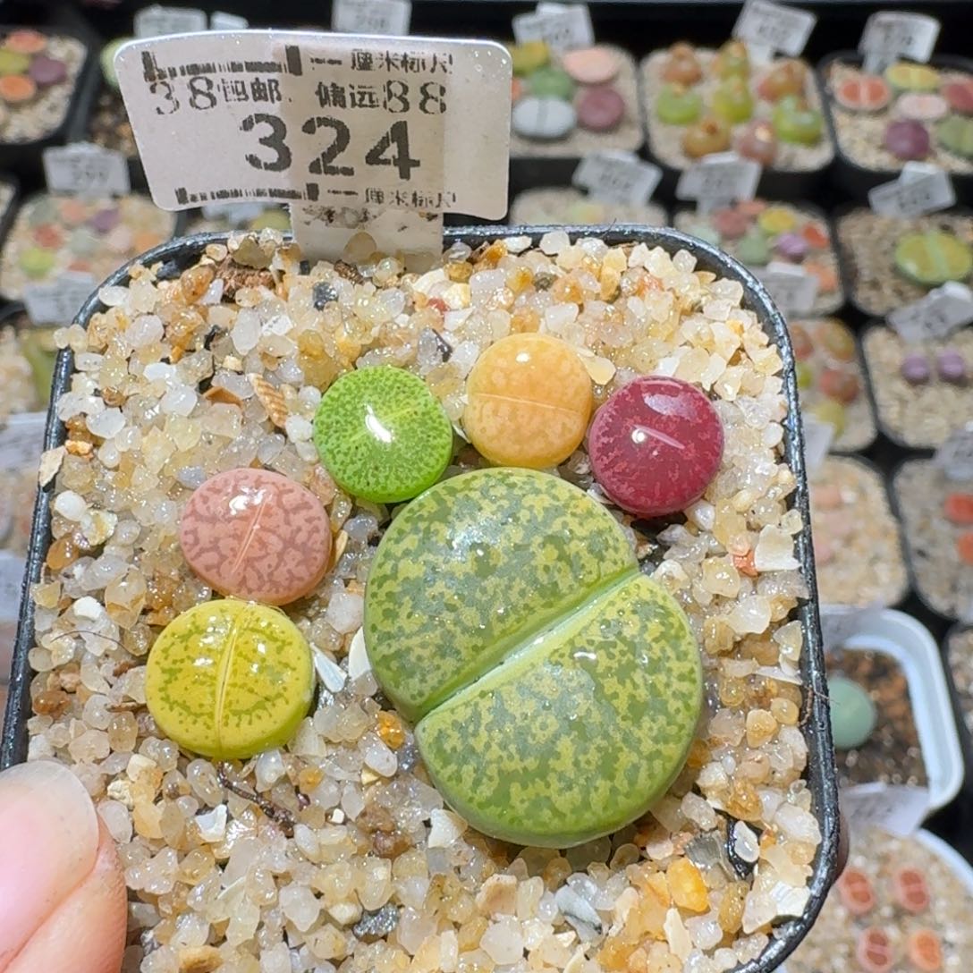 Sss精品便宜清了324