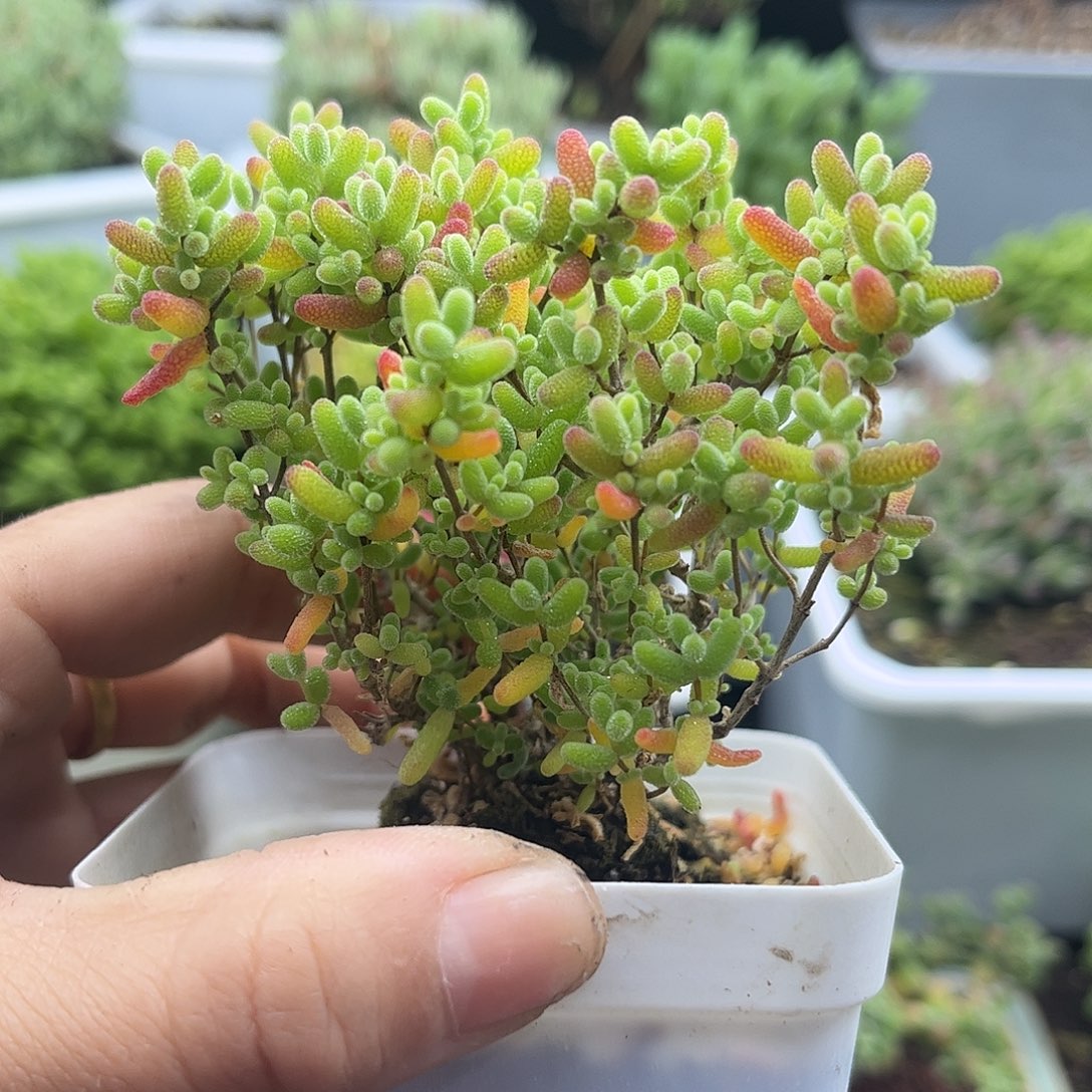 46蜜桔糖球优选枝干番杏