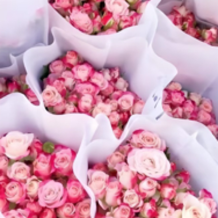 多头玫瑰鲜花水养真花鲜切花云南基地云南新鲜鲜花直供团购批发