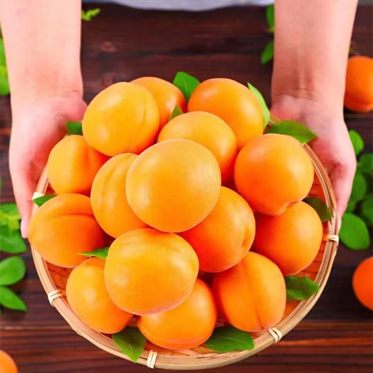 现摘大黄杏 山西运城新鲜金太阳杏子 酸甜新鲜孕妇水果现摘现发