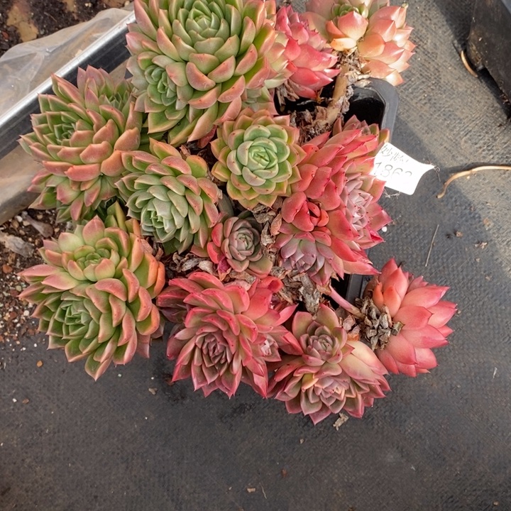 一***了1863不售后特～20厘米