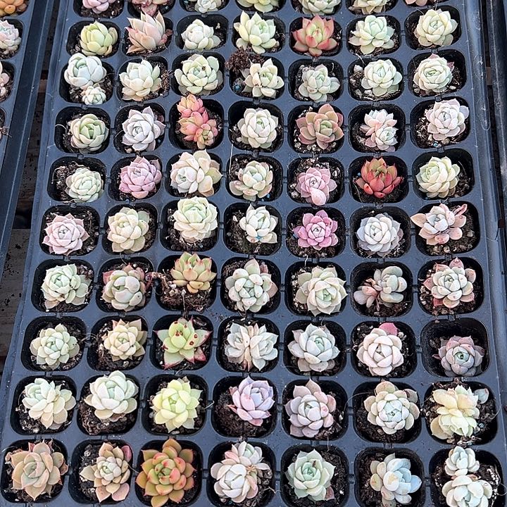 直播福利一物一拍65