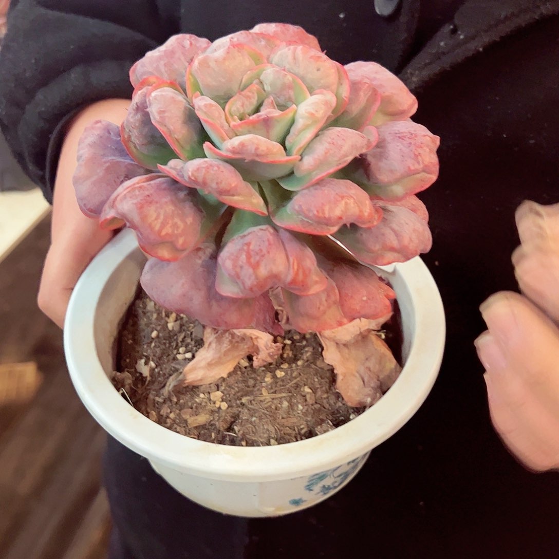 心之月大单头多肉植物