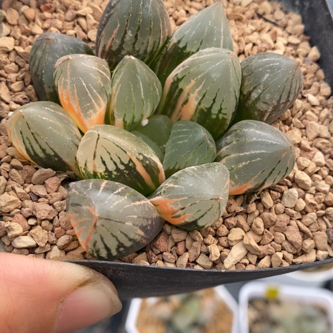364号糯玉露锦带盆
