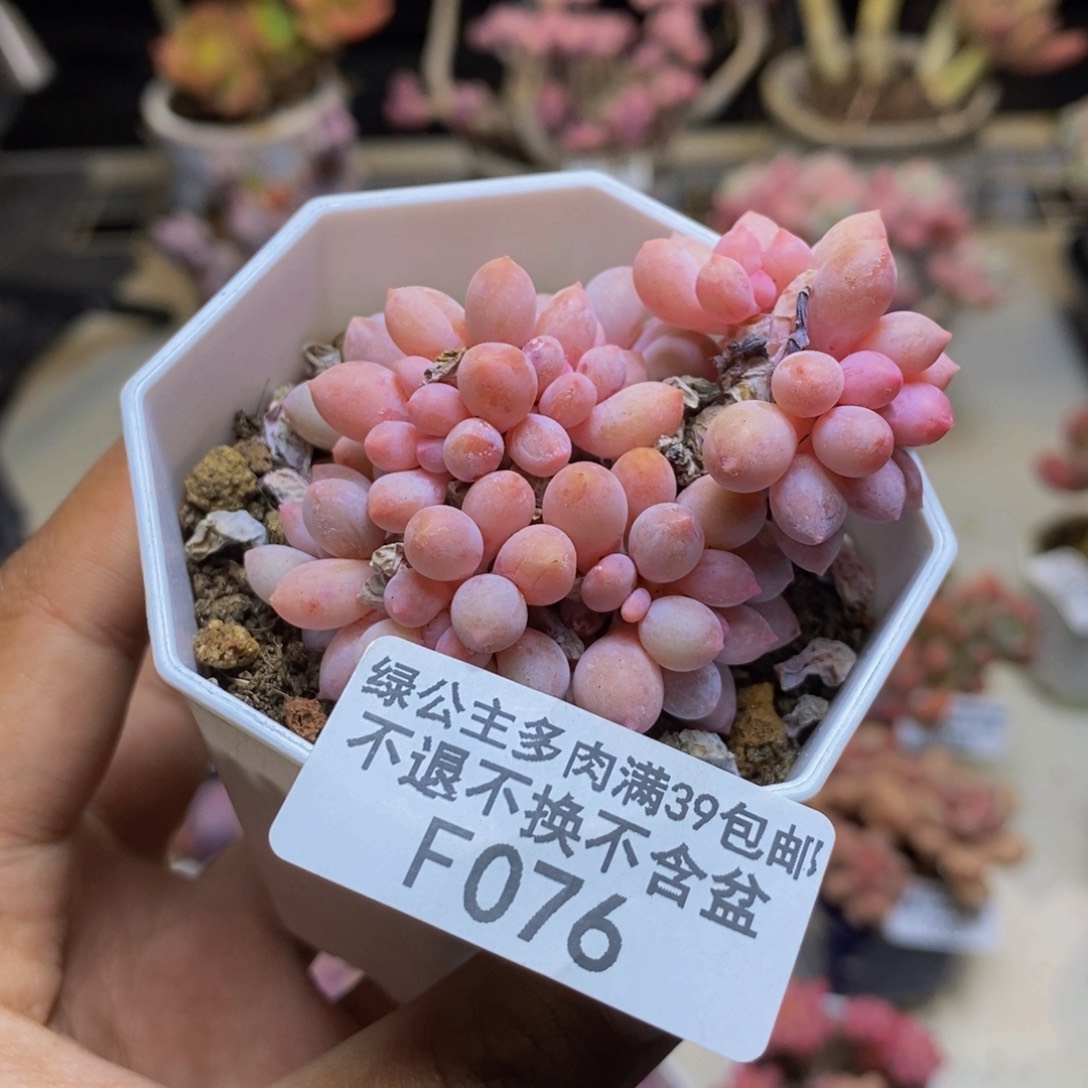 076婴儿手指多肉5c m