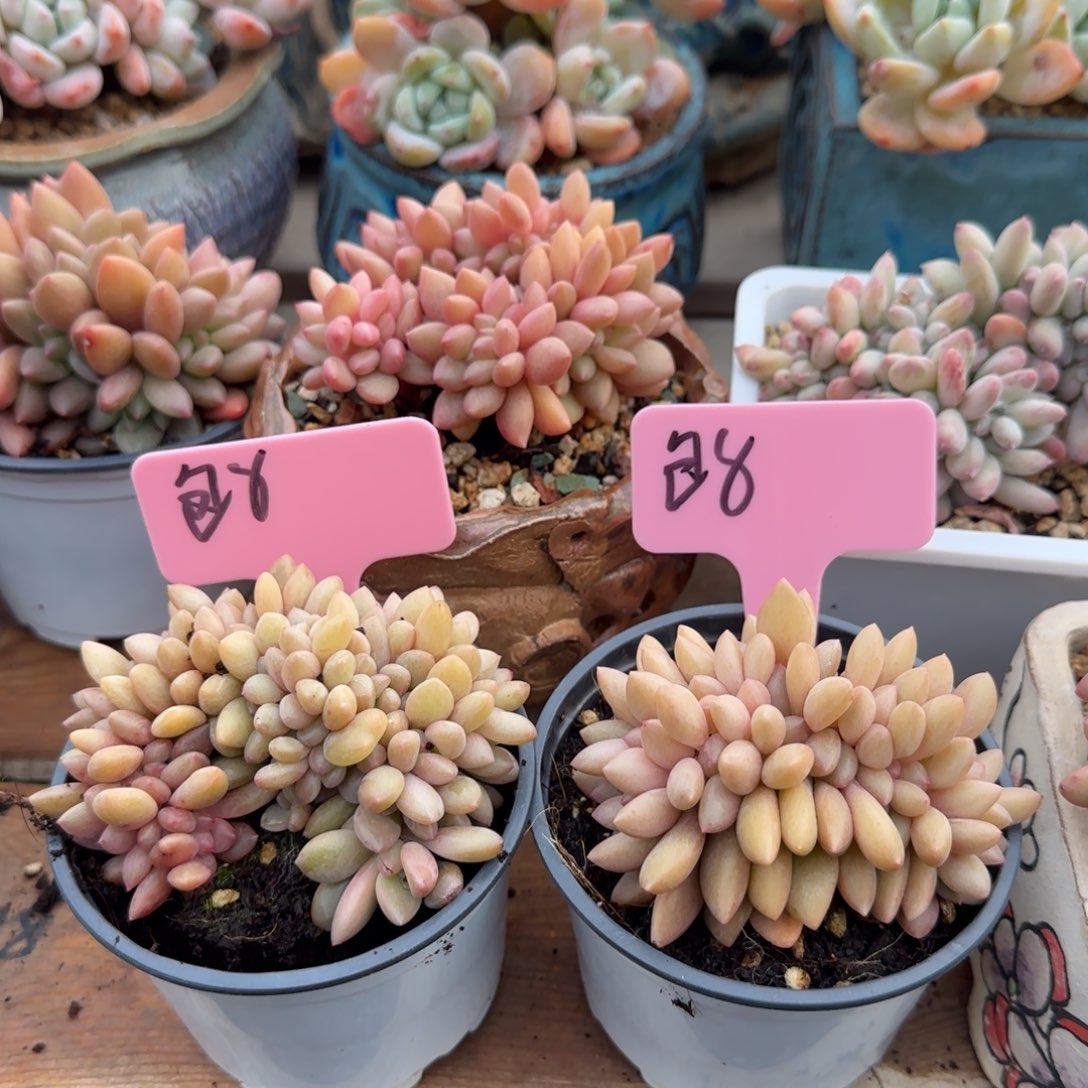 桃花源缀化五十包邮