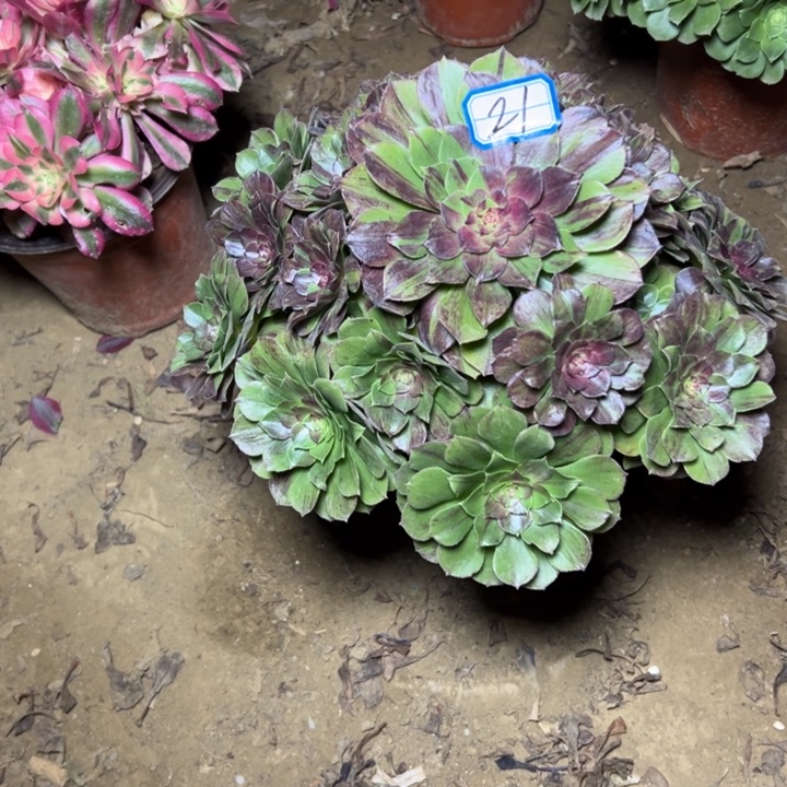 多肉植物花月夜法师21