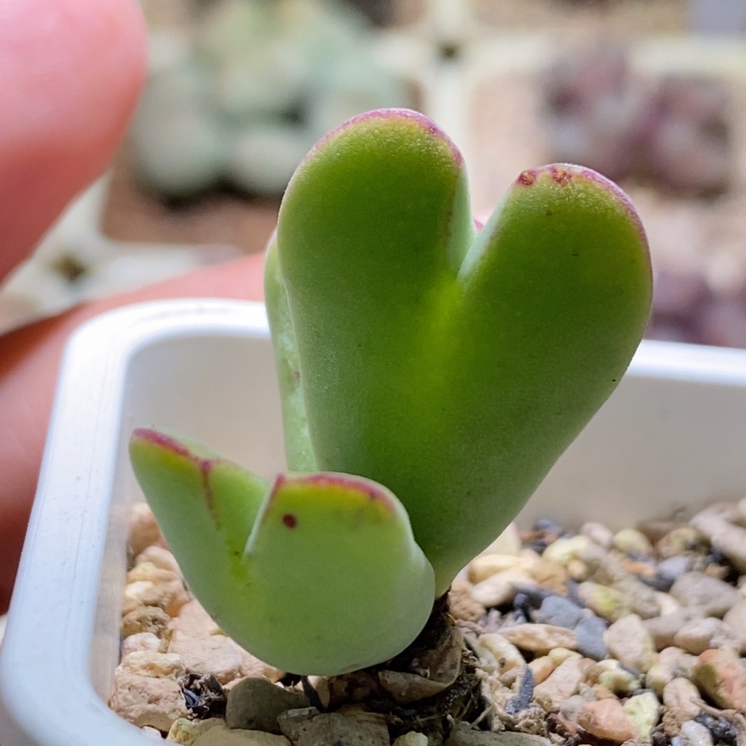 好看的毛将毛爱心