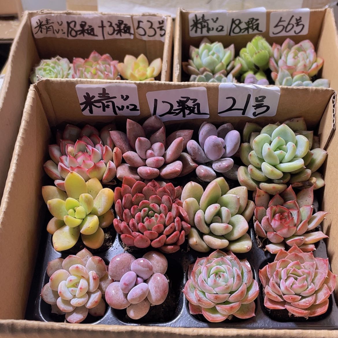 【闪购商品】【量拍】12颗-21