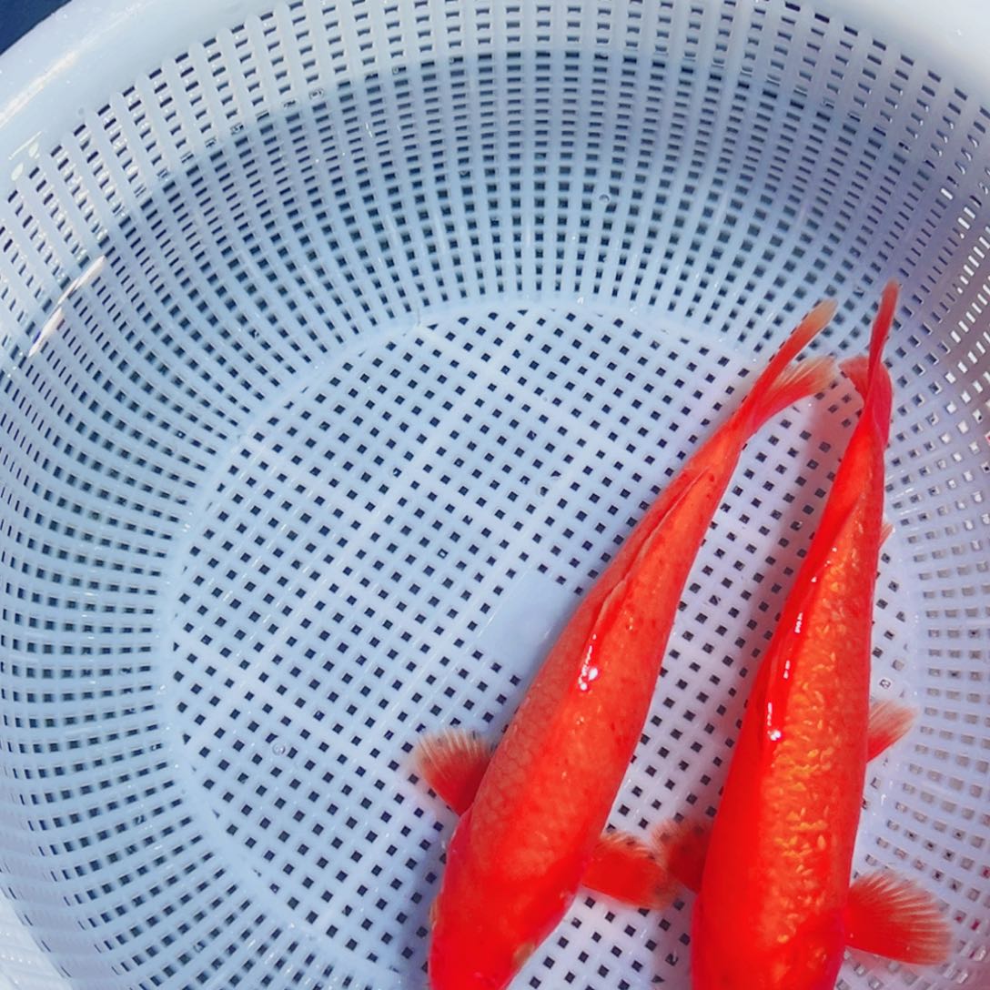 锦鲤锦鲤观赏鱼1111