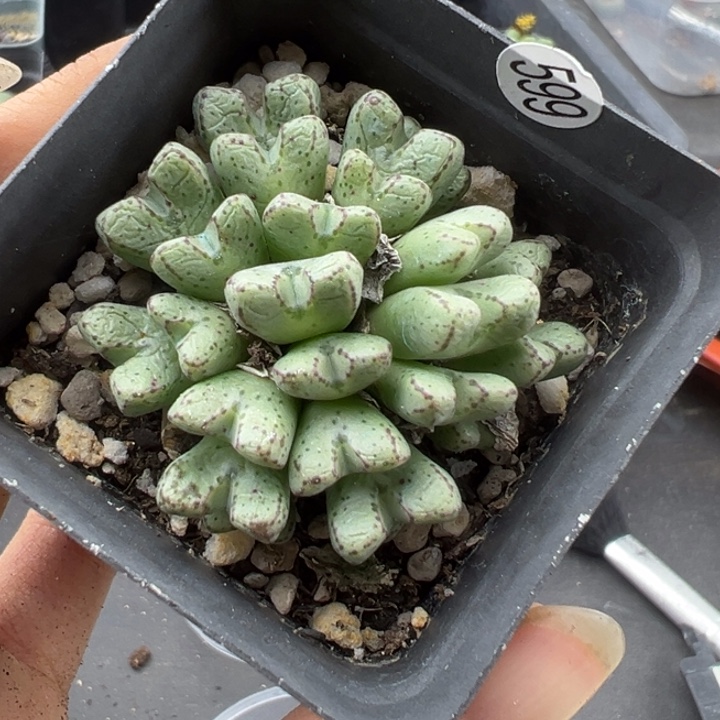 599干1！111111111111111