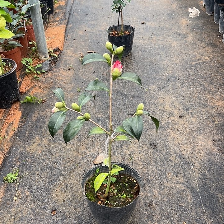 大部分花苞少量开放，卜伴