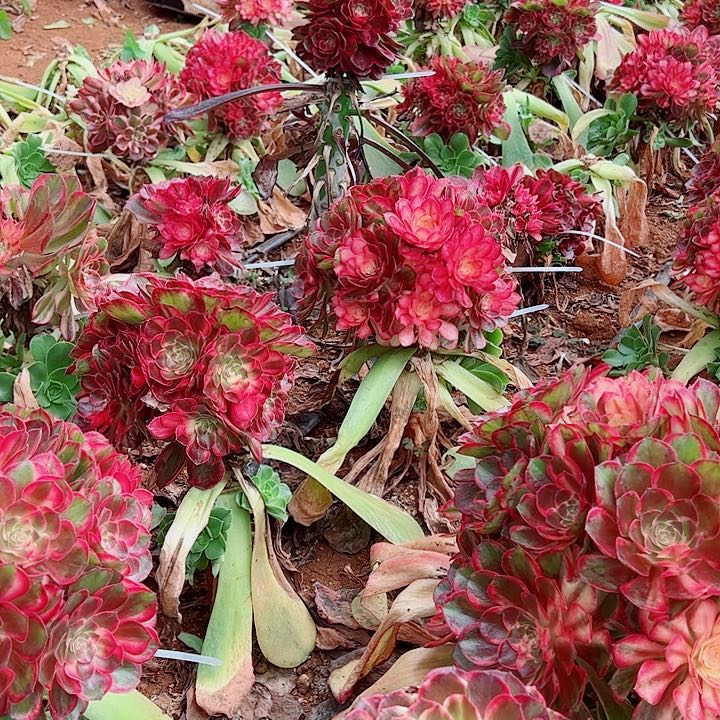 黑魔锦无根多肉植物