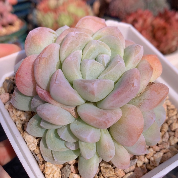 一物一拍脱土洛根发货140