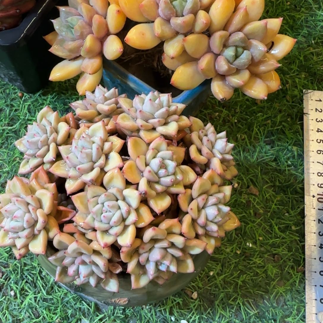 薇***儿红象牙黄金象牙2颗