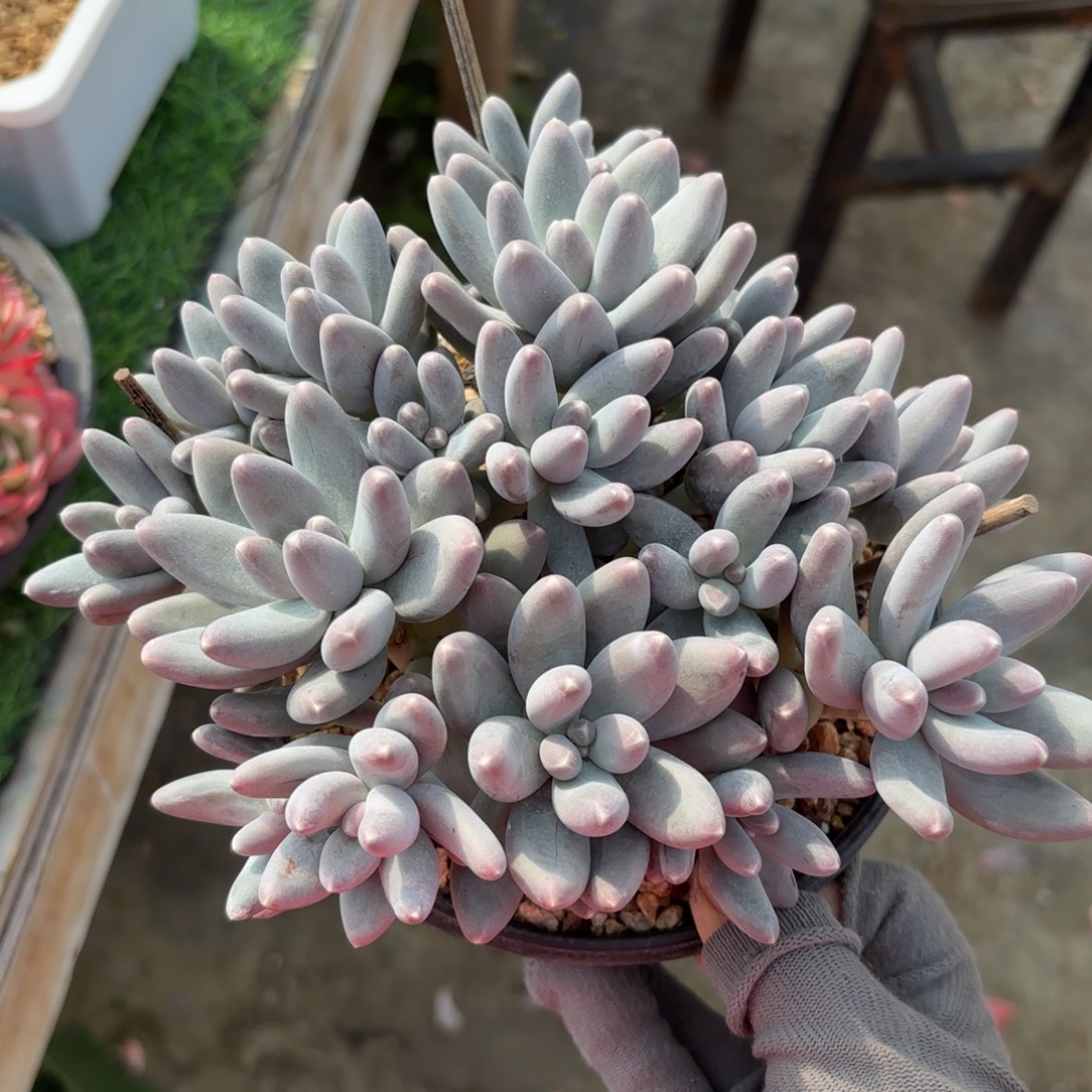 乌拉奶88888888888多肉