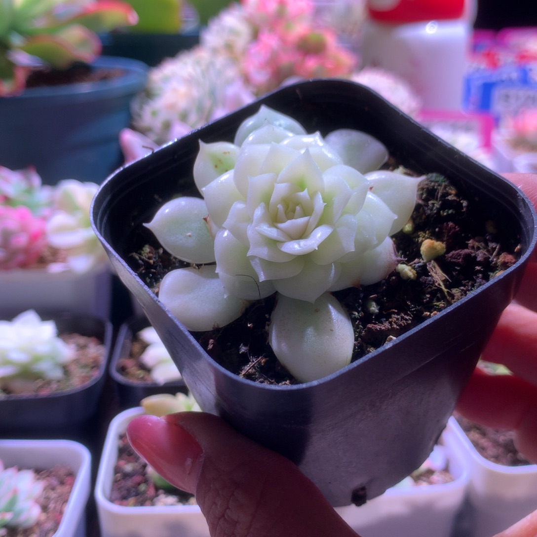 圆叶昂斯诺宽覆轮锦有根