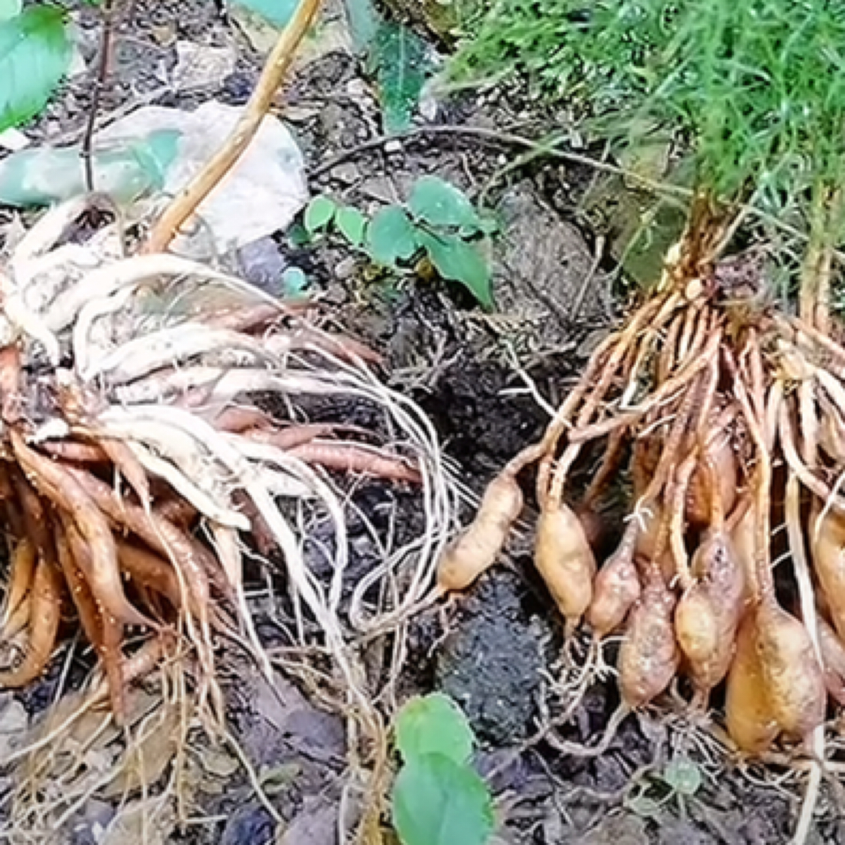天门冬（山野好货）干货