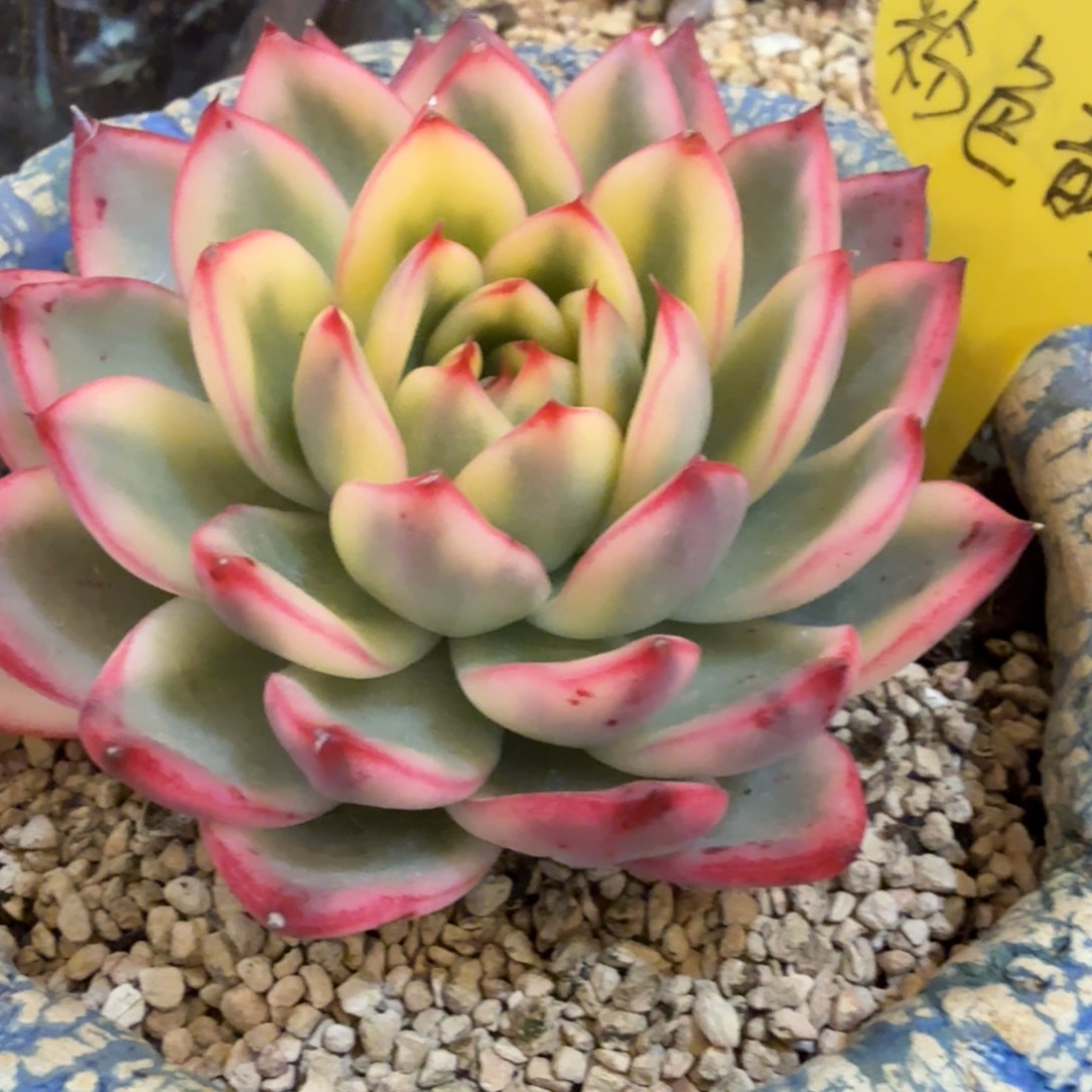 粉色韵律 安吉园艺