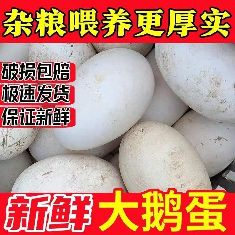 【15送5枚】新鲜土鹅蛋单黄散养批发一整箱