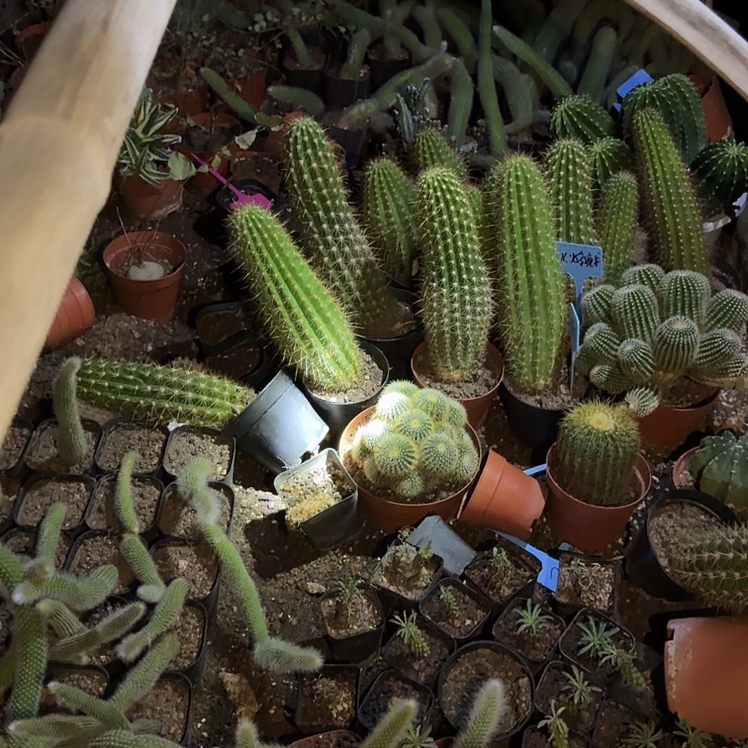 一行园艺【毛花柱随机】1颗