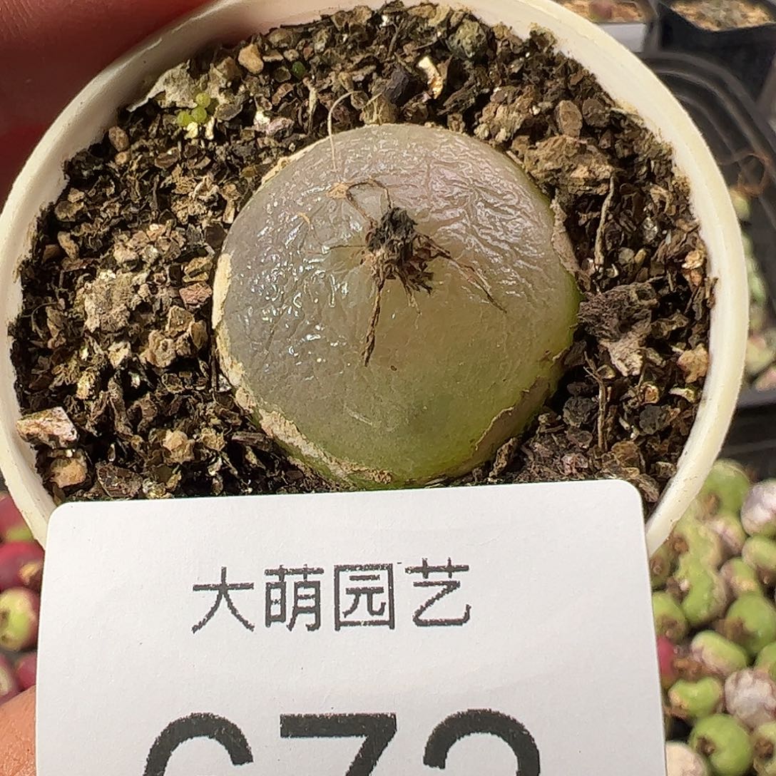 一物一拍。    672