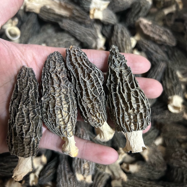 【凤姐优选】头茬厚肉羊肚菌5-8公分煲汤干货食用菌菇100-250克包邮