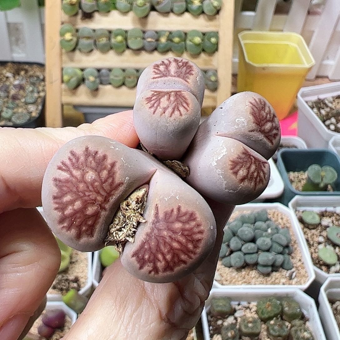菊纹章一颗包邮……………………