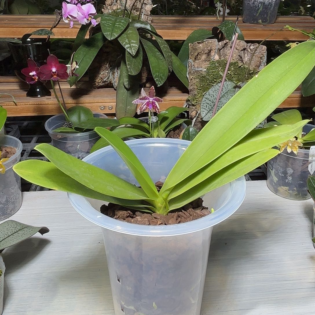 最****当前无花栽培后可以开花蓝星