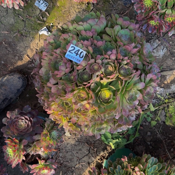 万圣节花27-38包邮花花