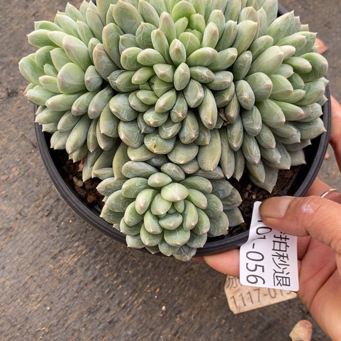 两单包邮0102-56百搭翡翠