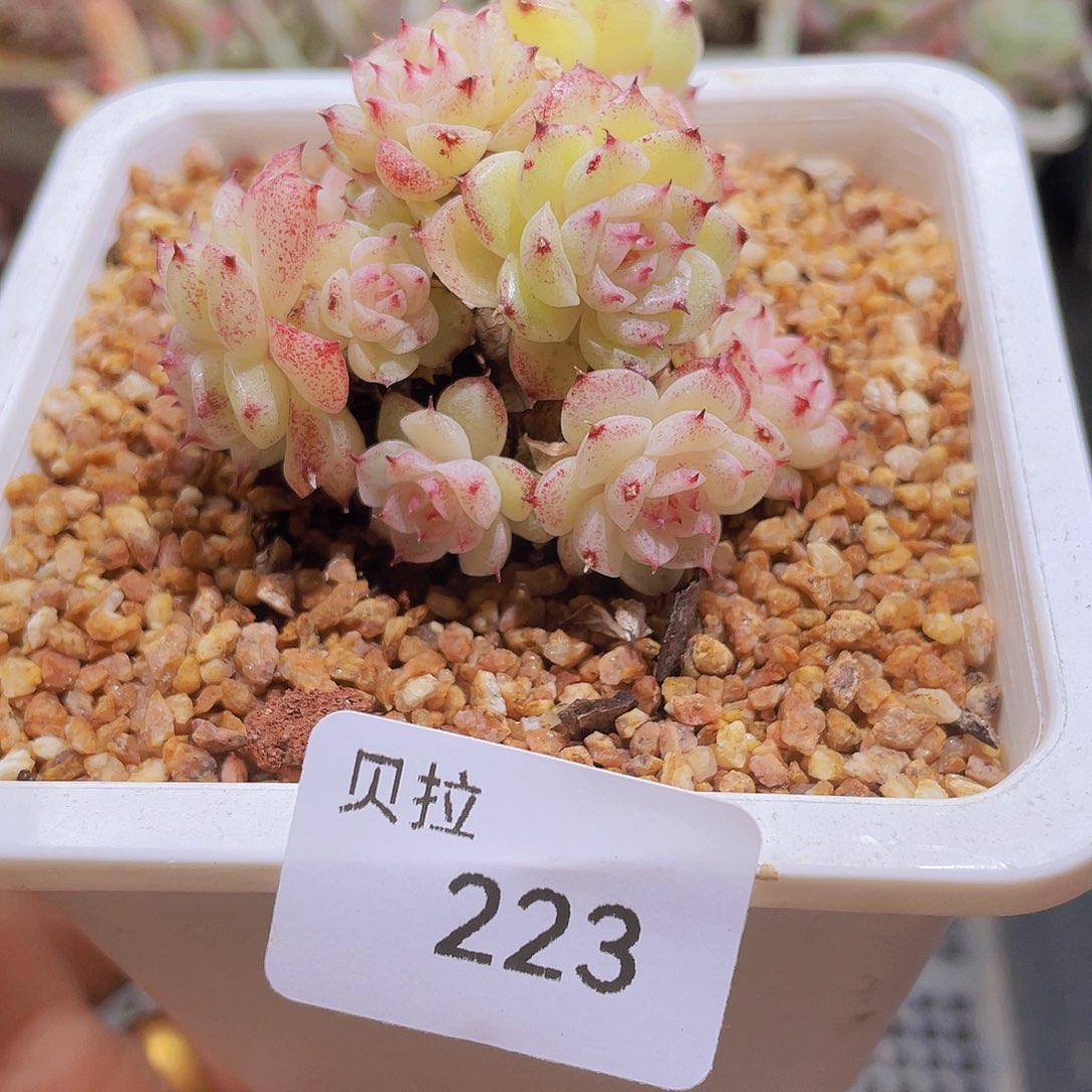 223 精品多肉一物一拍