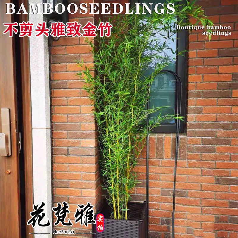 不修剪竹子景观竹子苗观赏竹盆景竹阳台盆栽植物不去头金竹紫竹苗