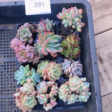 【闪购商品】391号12颗多头组合