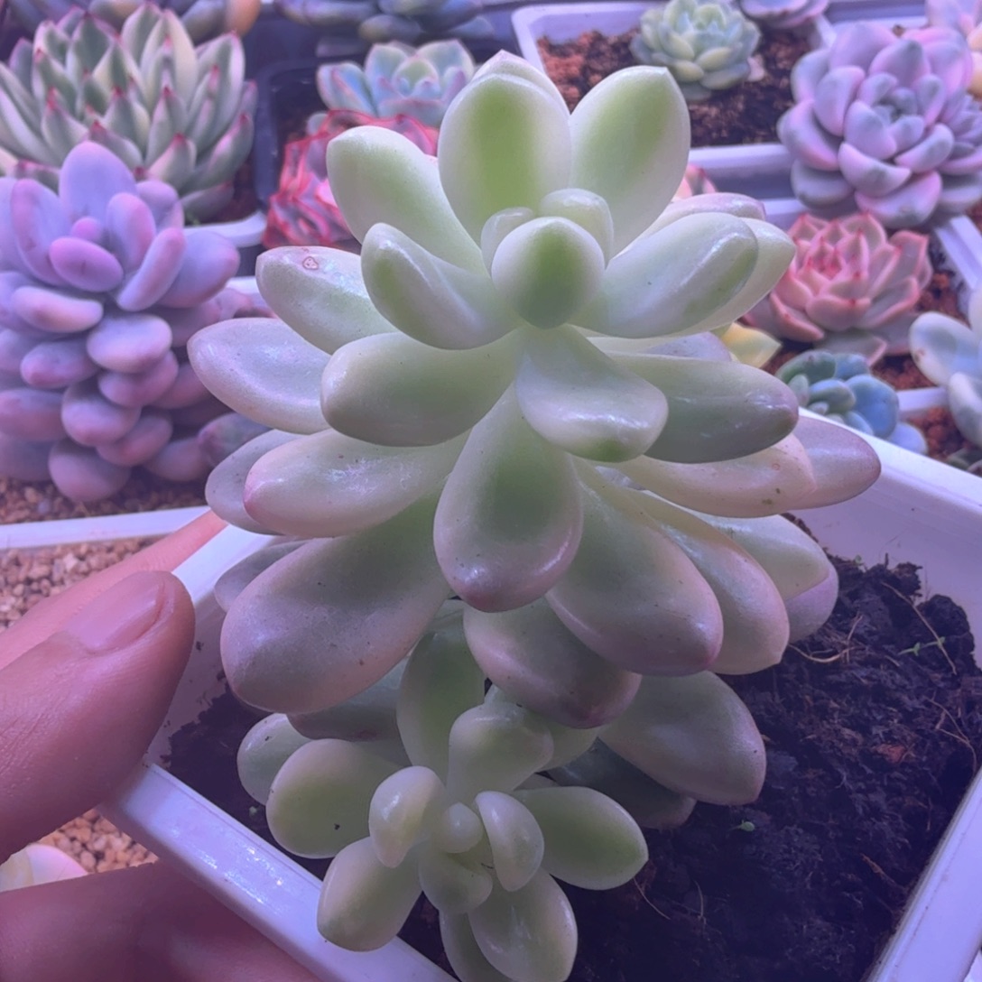 香奈儿锦 多肉植物