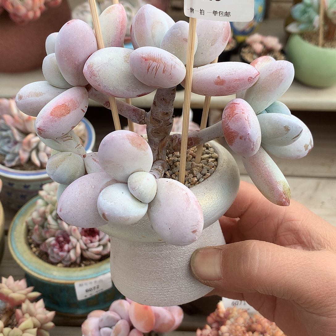 6065雪美人多肉一颗13厘米