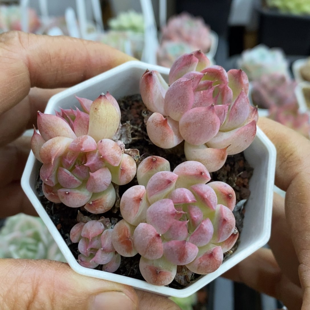 精品多肉一物一拍不包整240