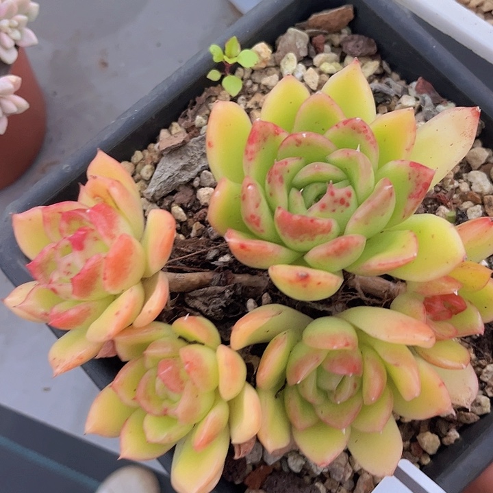 冰河世纪04167多肉植物