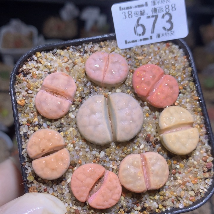 zzz精品生石花673