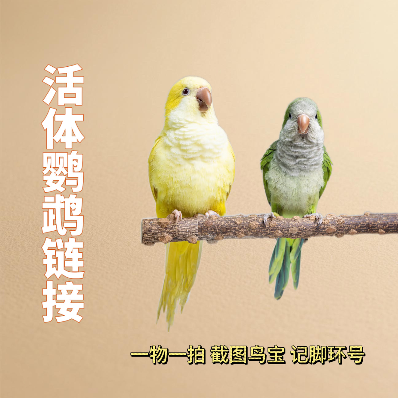 （抖音中秋活动）手养鹦鹉一物一拍