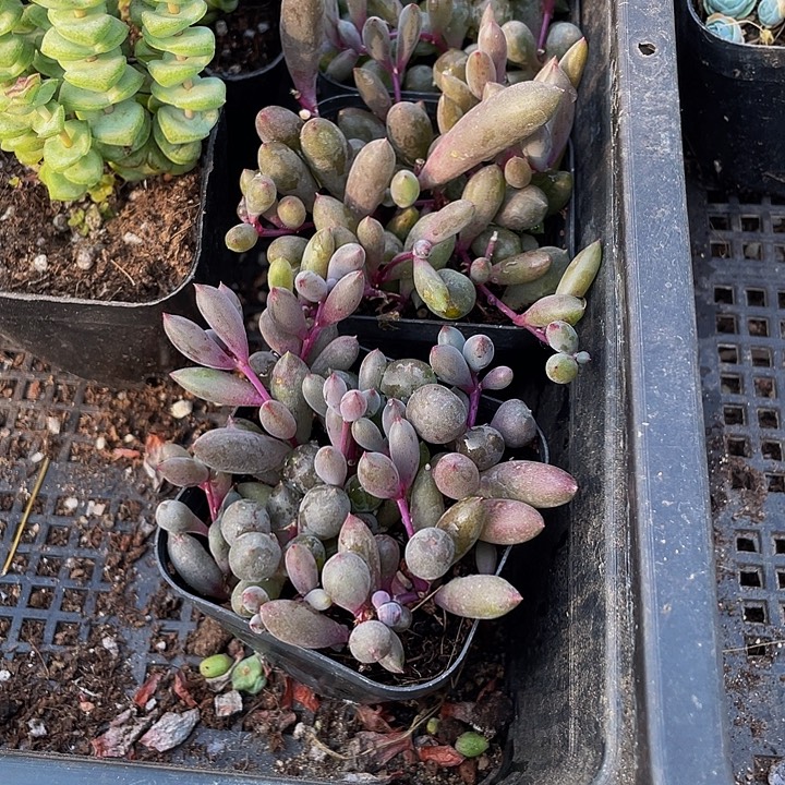 紫玄月带盆土发货