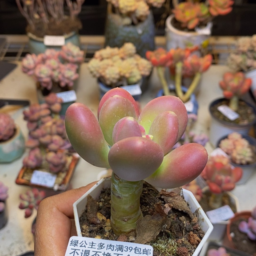 322金蟾多肉肉5c m